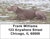 Weimaraner Dog Address Labels | LBEVC-96
