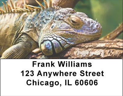 Iguana Be Cool Address Labels | LBANI-89