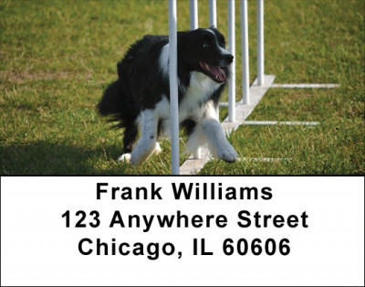 Agility Border Collies Address Labels | LBDOG-45