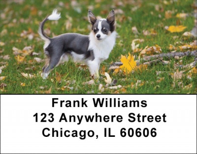 Charming Chihuahua Address Labels | LBDOG-51