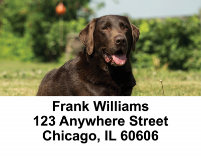 O So Chocolate Labs Address Labels | LBDOG-54