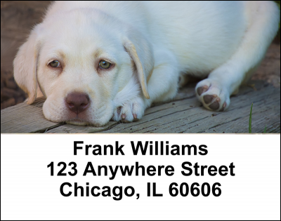 Yellow Lab Puppies Address Labels | LBDOG-72