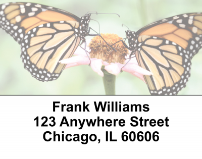 Monarch Butterflies Address Labels | LBEVC-04