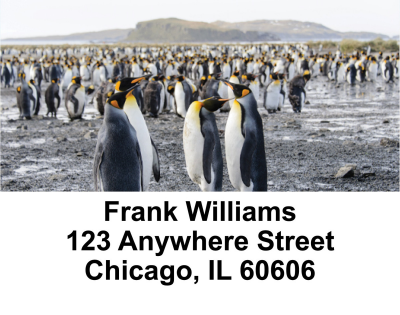 Penguin Checks Address Labels | LBEVC-05
