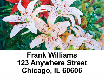 Stargazers Address Labels | LBEVC-13