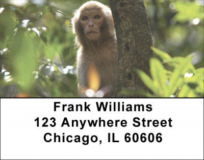 Monkeys Address Labels | LBEVC-71
