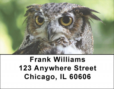 Owls Address Labels | LBEVC-77