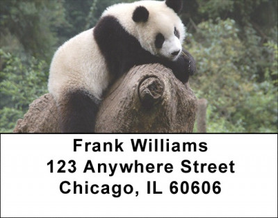Panda Bears Address Labels | LBEVC-78