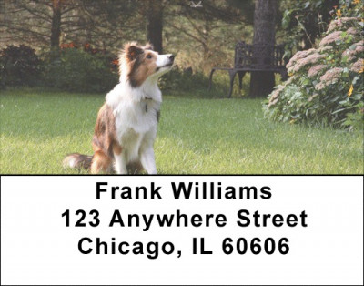 Sheltie Dog Address Labels | LBEVC-86
