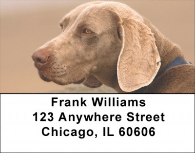 Weimaraner Dog Address Labels | LBEVC-96