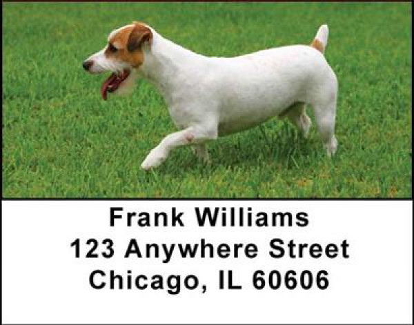 Jack Russell Terriers Address Labels