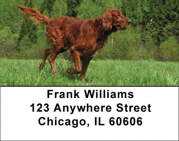 Irish Setter Address Labels | LBDOG-38