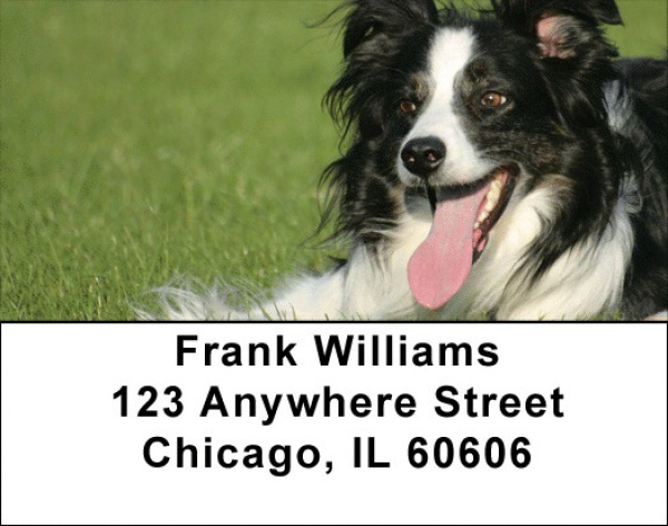 Bouncing Border Collie Address Labels | LBDOG-68