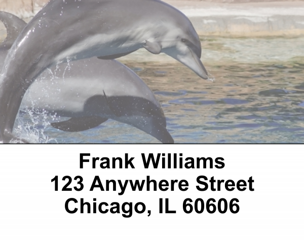 Dolphin Photos Address Labels | LBEVC-01