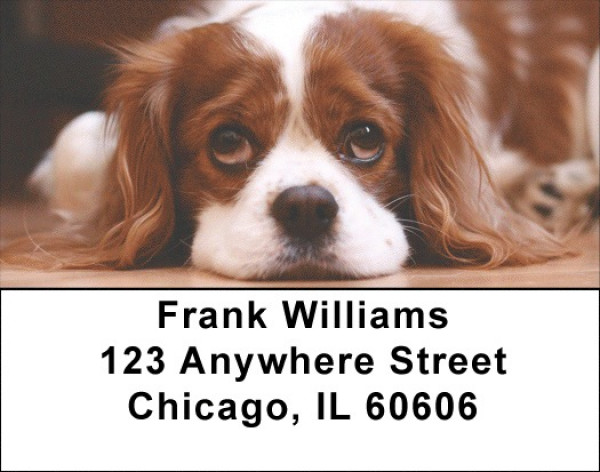 Cavalier King Charles Dogs Address Labels | LBEVC-38