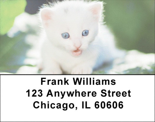 Cute Kittens Address Labels | LBEVC-48