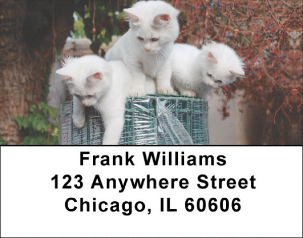 Kittens At Play Address Labels | LBEVC-65