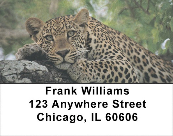 Lone Leopards Address Labels | LBEVC-68