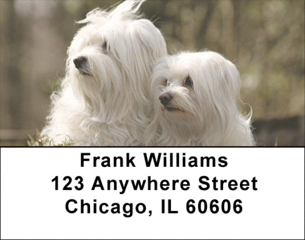 Maltese Dog Address Labels | LBEVC-70