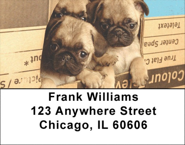 Pug Mugs Address Labels | LBEVC-81