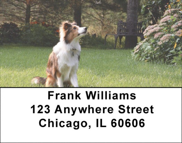 Sheltie Dog Address Labels | LBEVC-86